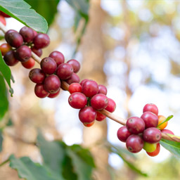 Coffee cherries growing on a vine used to make Toddy Premium 100% Arabica coffees