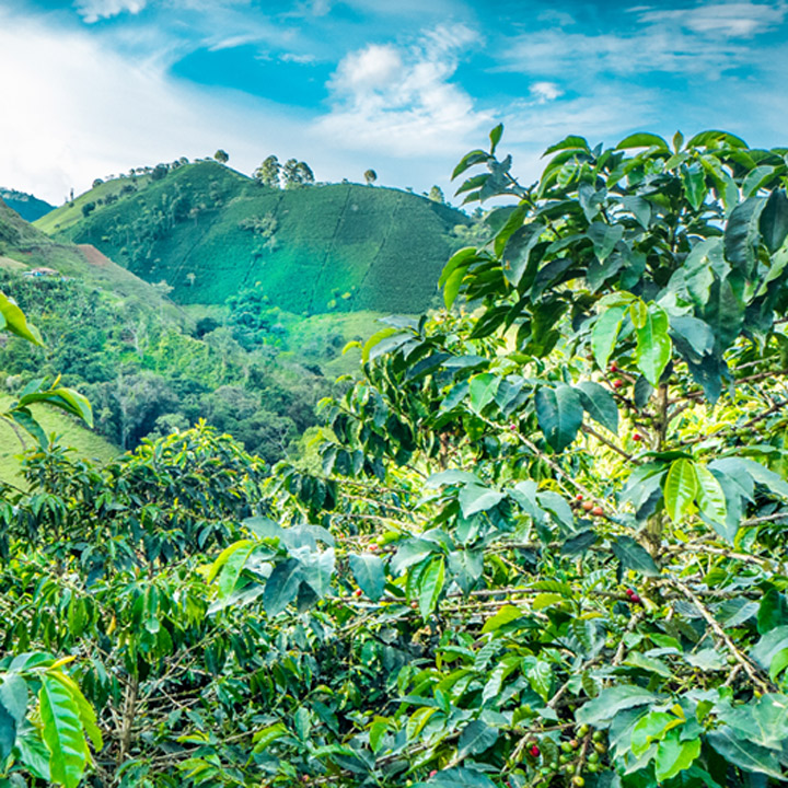 Colombian coffee plantation where coffee beans are sourced